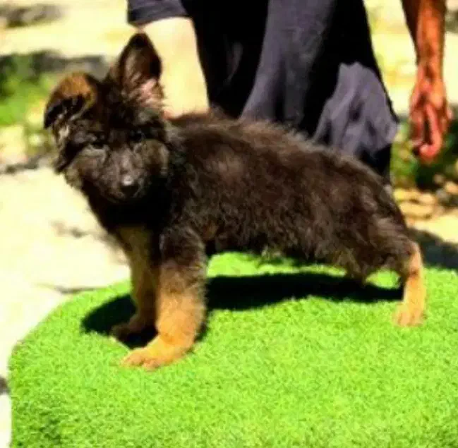 ژرمن نر فوق کیفیت مو بلند شیب بدن فوق حرفهای|سگ|تهران, زعفرانیه|دیوار