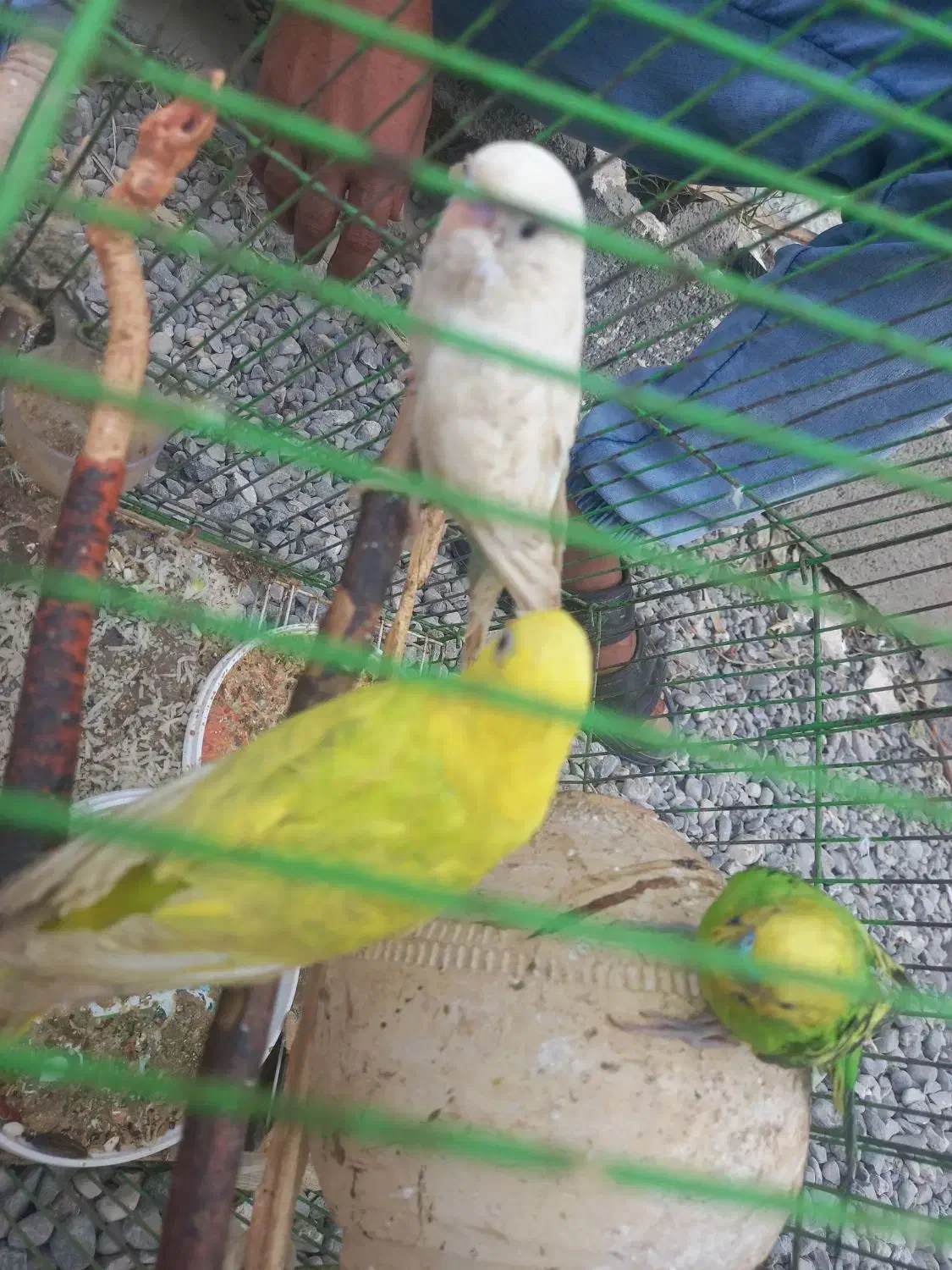 مرغ عشق|پرنده|میناب, |دیوار