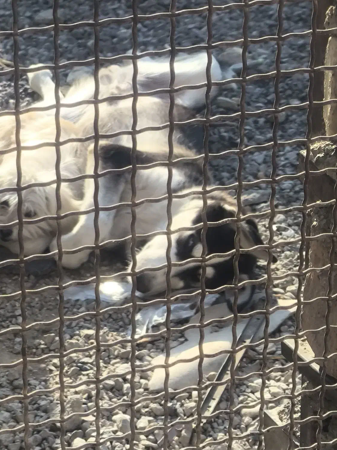 سگ هاسکی|سگ|فیروزآباد (فارس), |دیوار