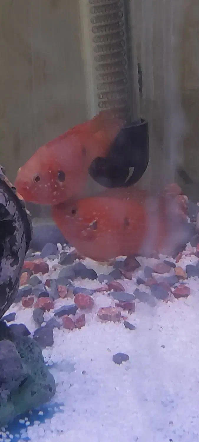 جفت ماهیجوئل|ماهی|تهران, شهرک شریعتی|دیوار