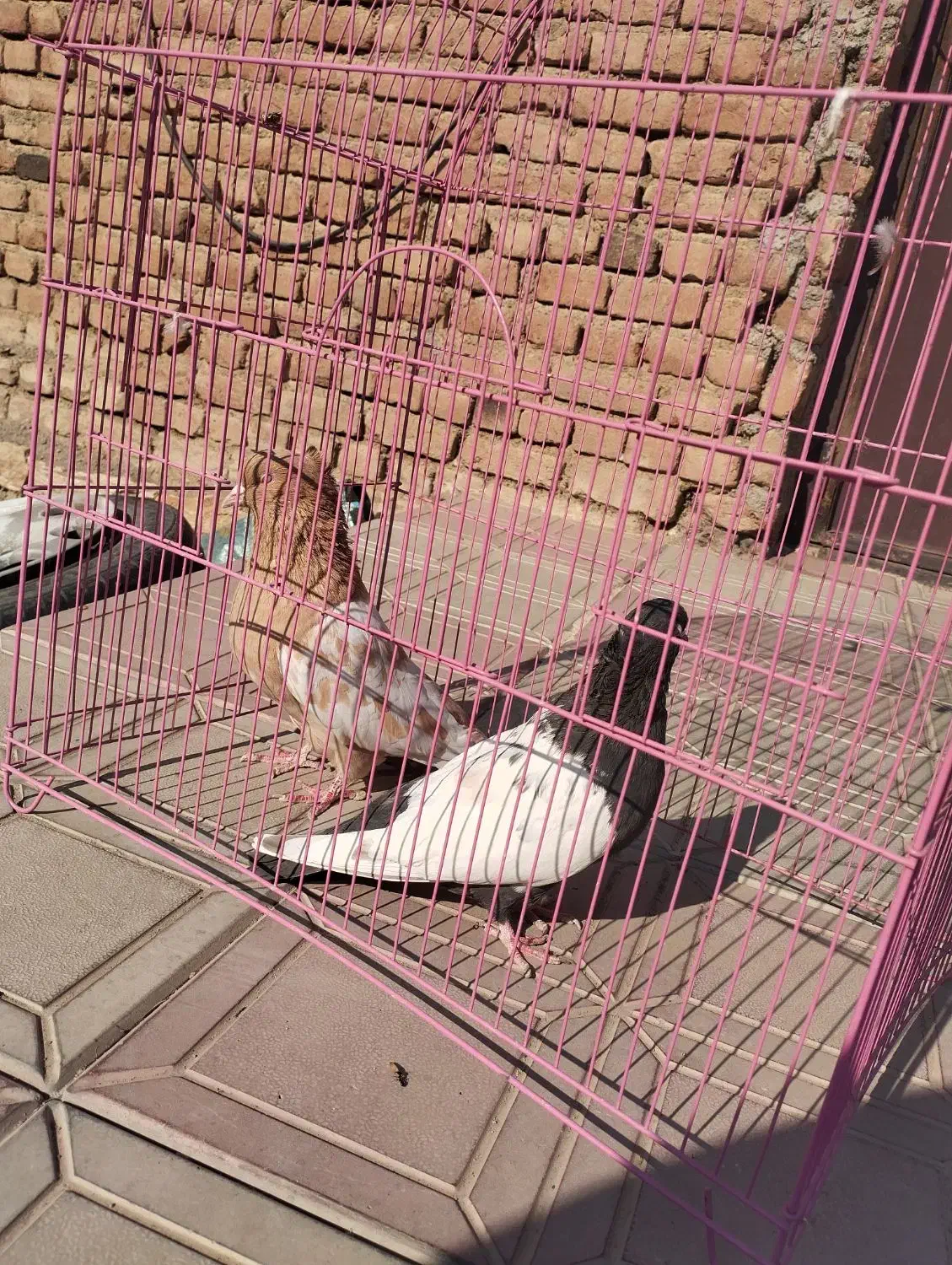 کبوتر سینه ای نر و ماده|پرنده|عجب شیر, |دیوار