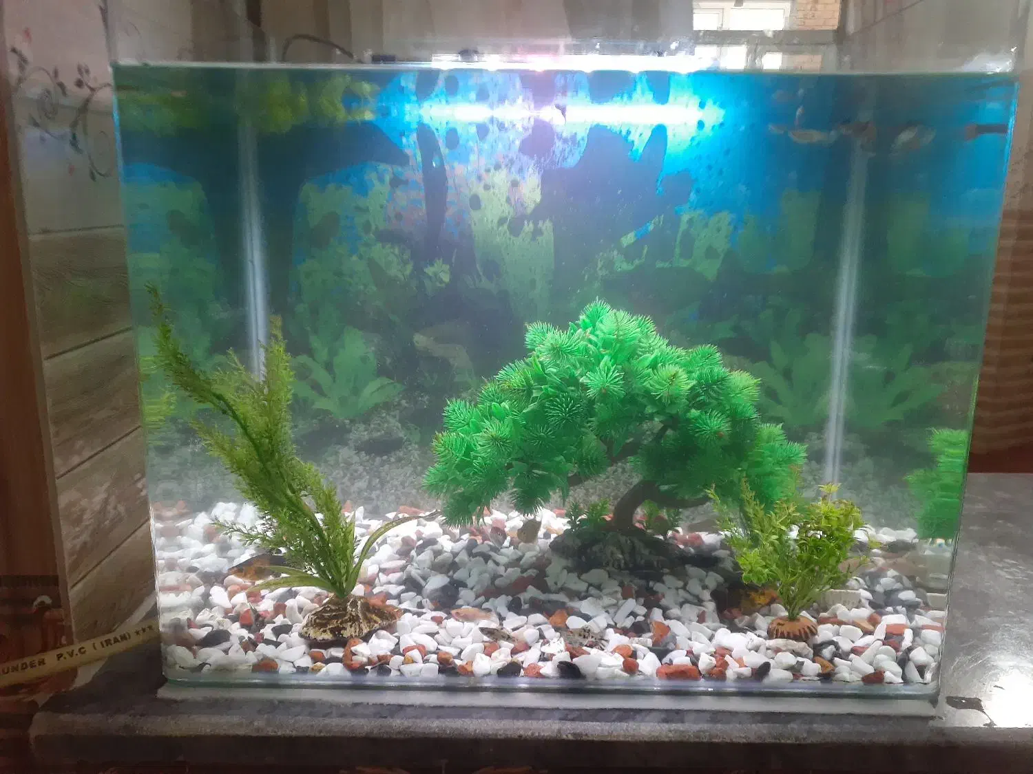 اکفاریم ماهی ها با 20عدد ماهی کپی. مولی .زبره|ماهی|ارومیه, |دیوار