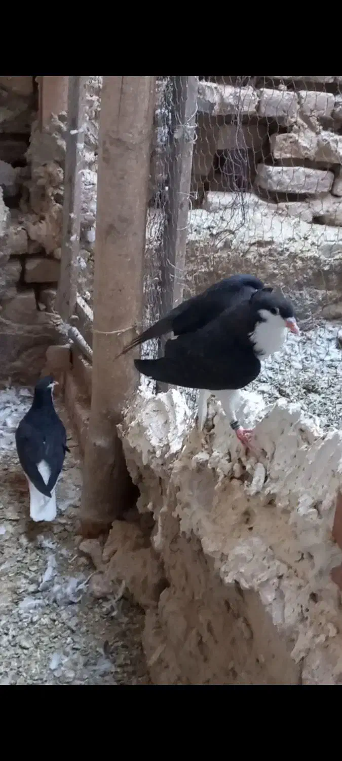 کبوتر ساده سیاه کاکلی|پرنده|تایباد, |دیوار