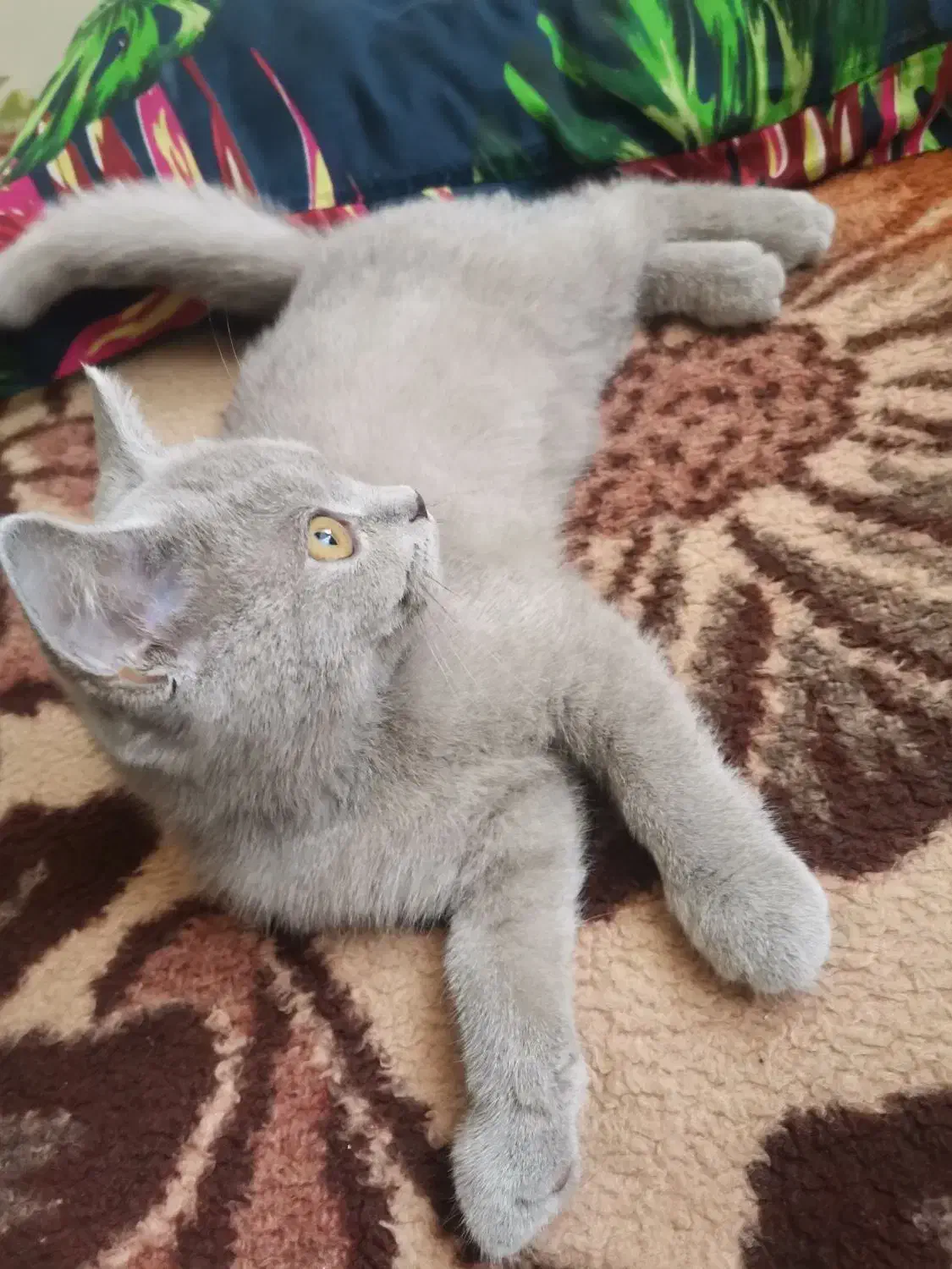 گربه بریتیش لیلاک اصیل|گربه|مشهد, سرافرازان|دیوار