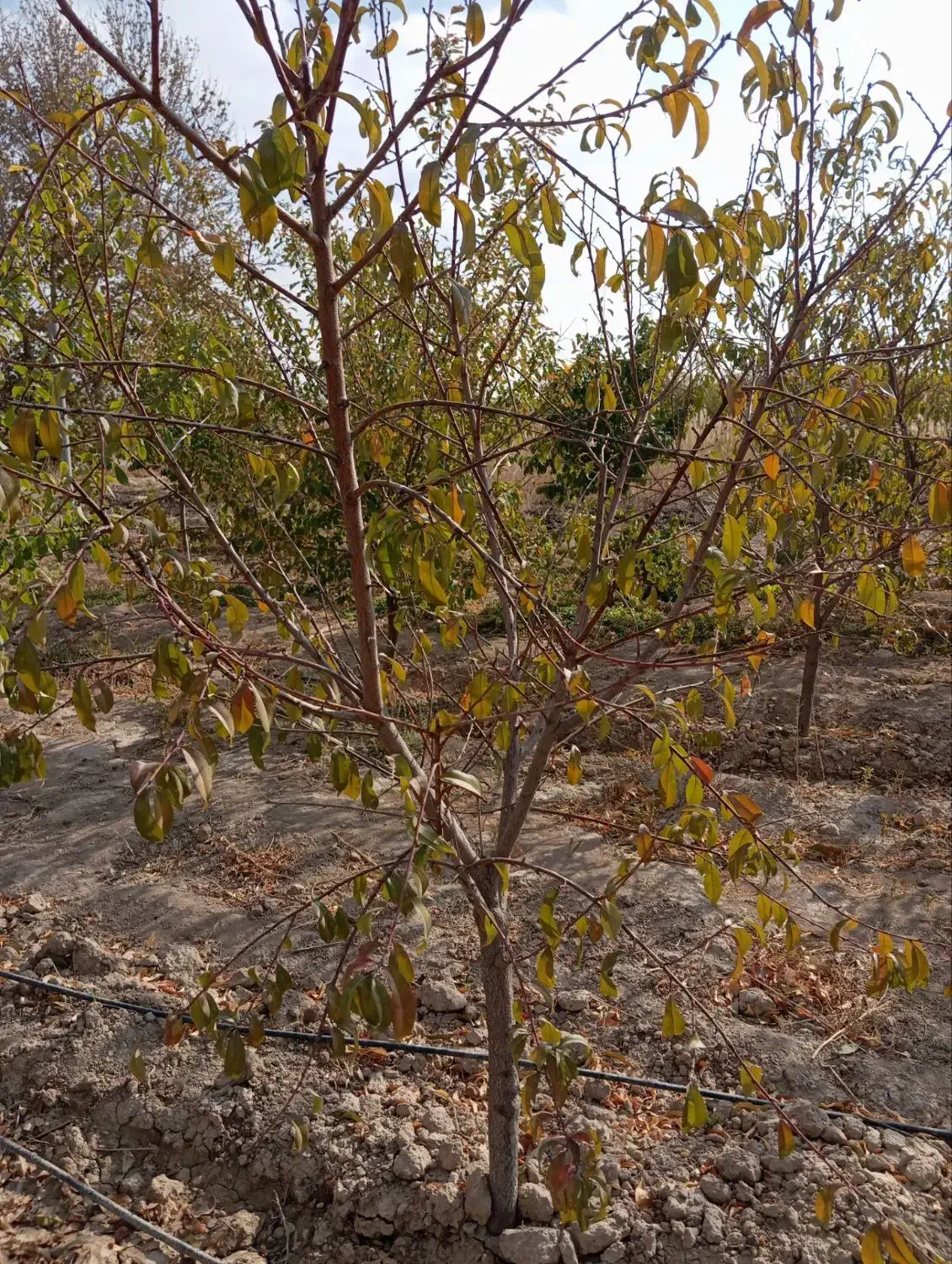 درخت هلو|خدمات باغبانی و درختکاری|شاندیز, |دیوار