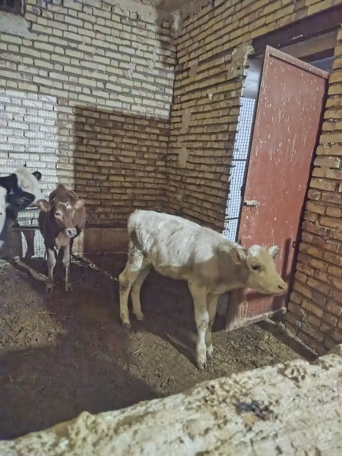 گوسالهای سمینتال ماده|حیوانات مزرعه|کرانی, |دیوار