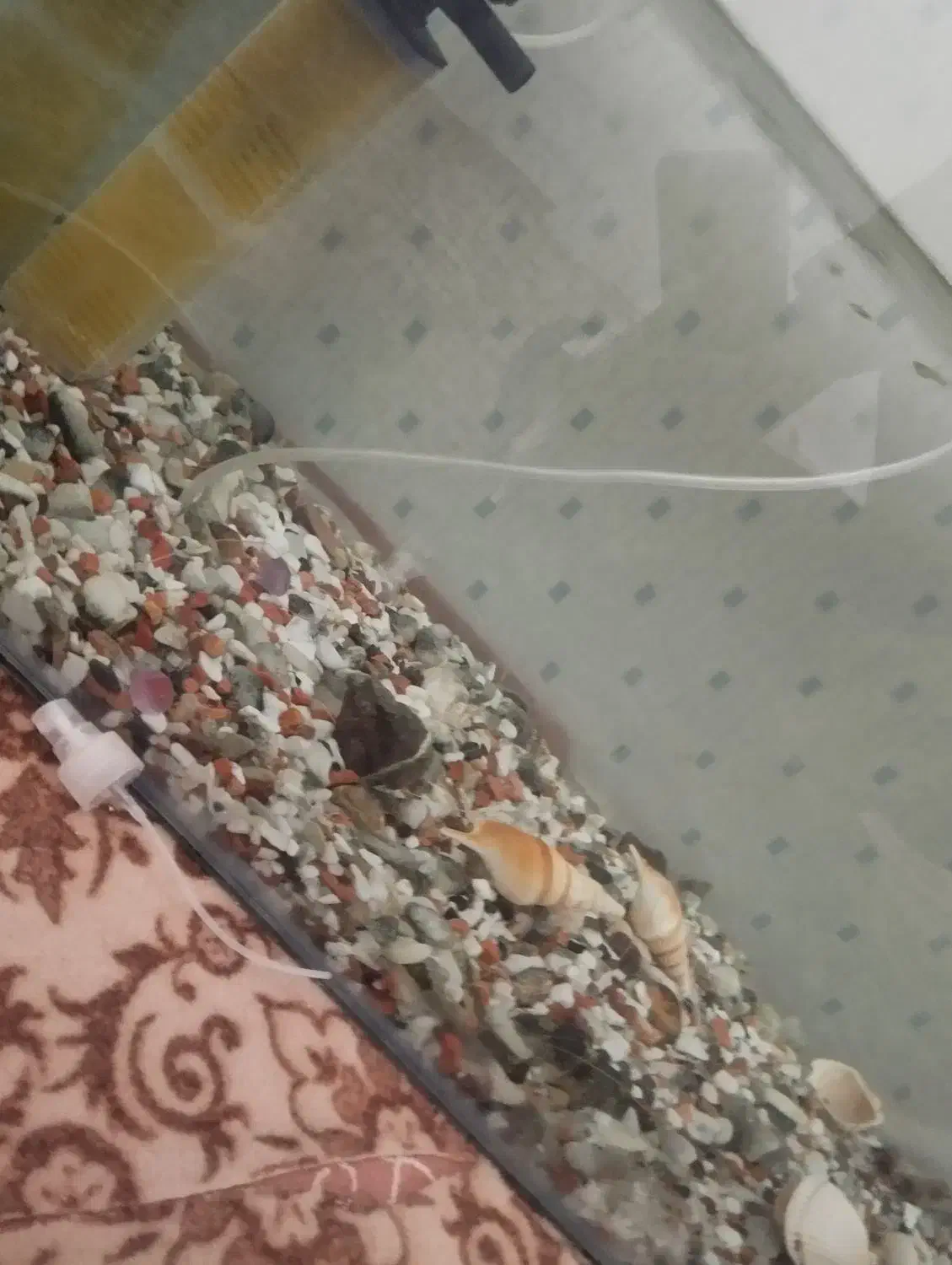 آکواریوم و حلزون|ماهی|صحنه, |دیوار