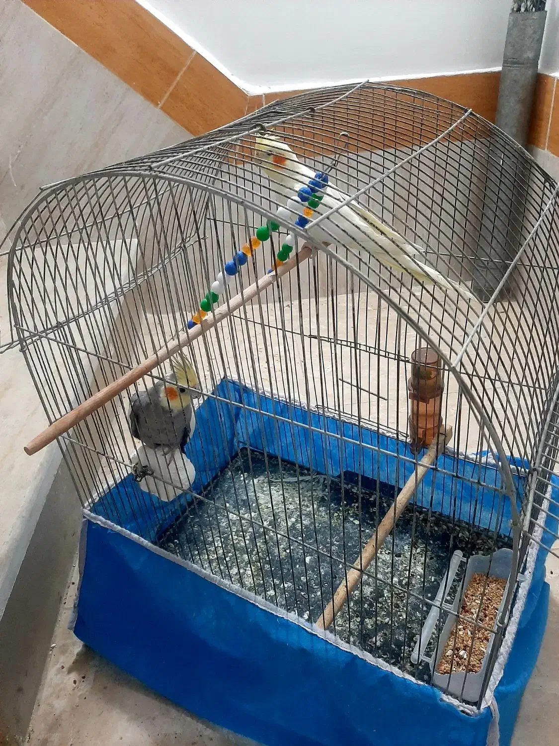 عروس  هلندی|پرنده|اندیمشک, |دیوار