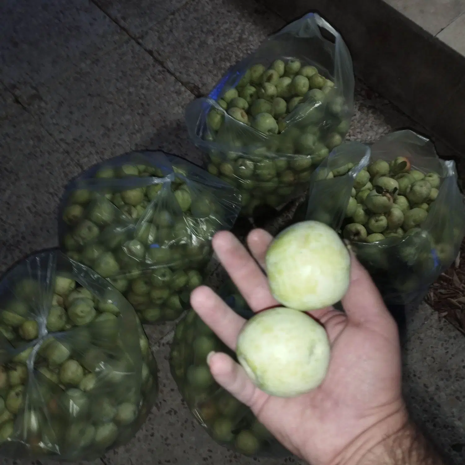 سیب|خوردنی و آشامیدنی|شیراز, مبعث|دیوار
