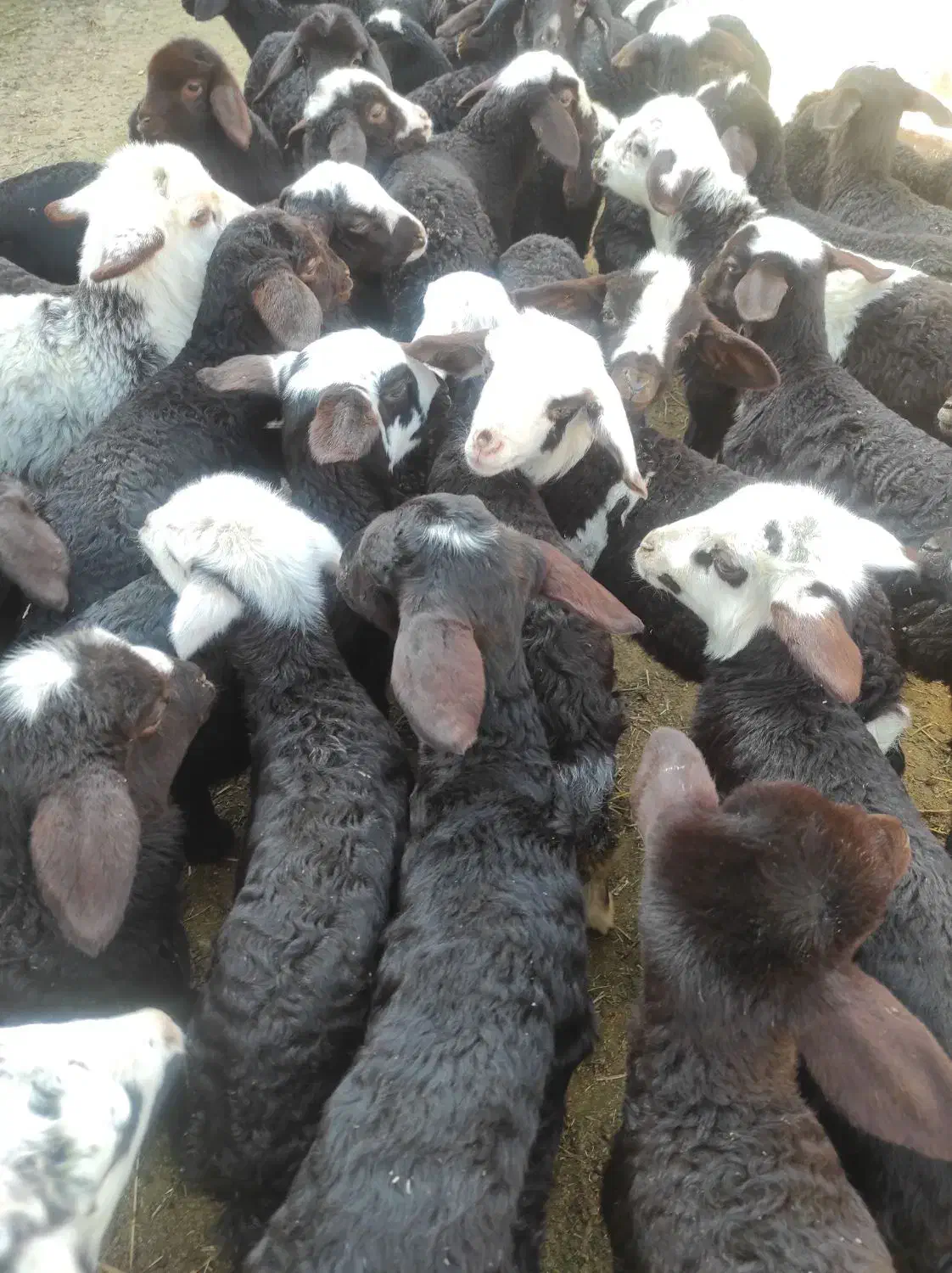 بره شیری آغوز خورده|حیوانات مزرعه|قم, ولیعصر|دیوار