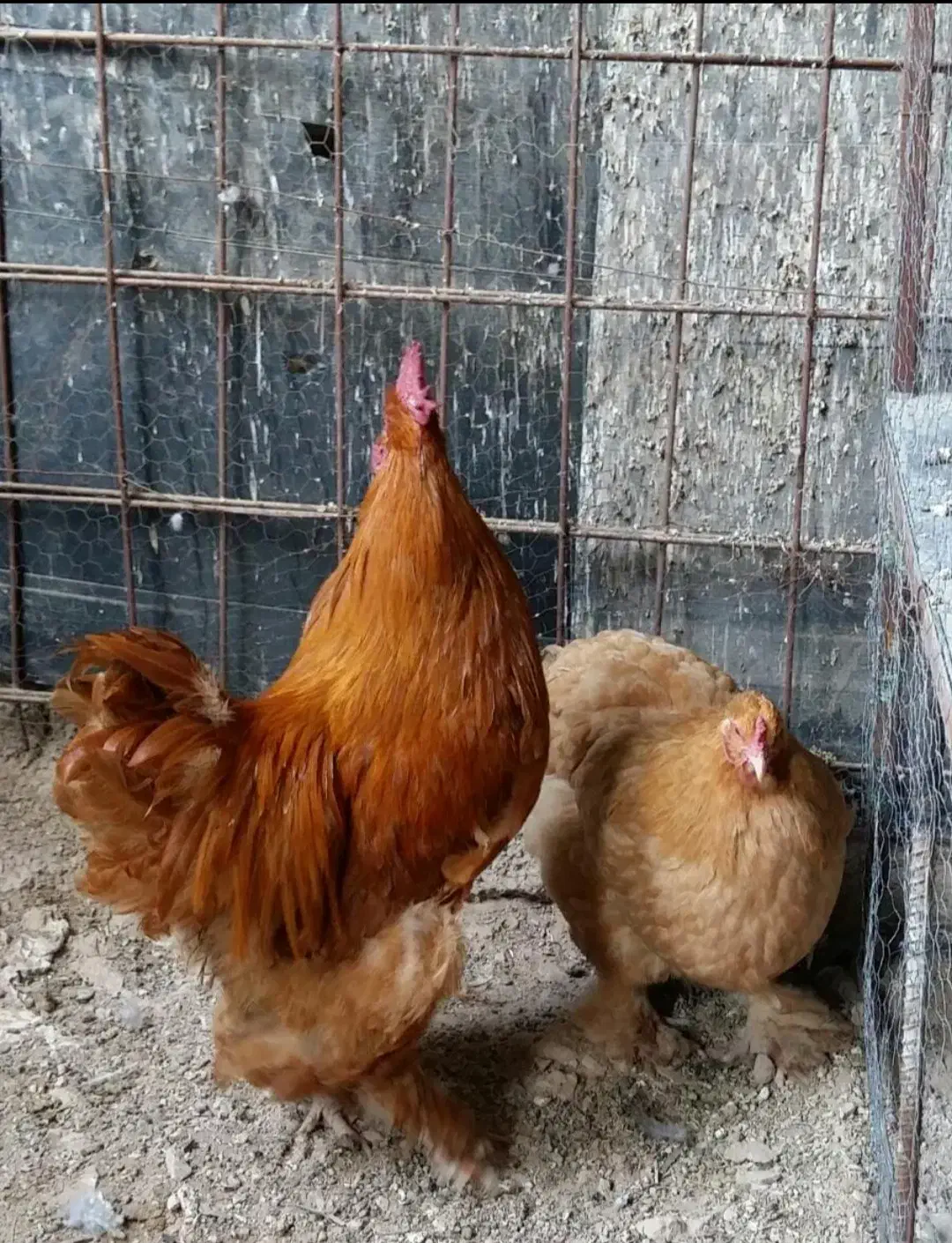 تخم مرغ زینتی نطفه دار برهما و کوشین|حیوانات مزرعه|شیراز, رکنآباد|دیوار