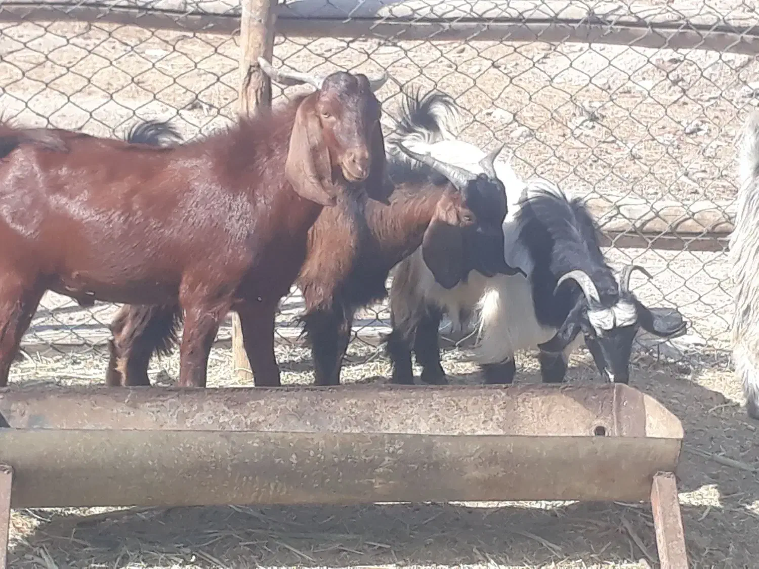 ۱۰ راس کره بز پرواری چاق چاق برا قصابی در سربندر|حیوانات مزرعه|بندر ماهشهر, |دیوار