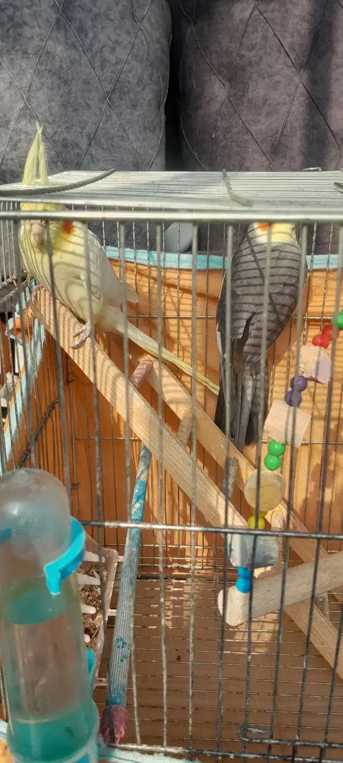 عروس هلندی|پرنده|رشت, رودباری|دیوار