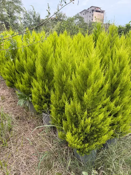 لاوسون و مورت ( کاج طلایی)|گل و گیاه طبیعی|شیرود, |دیوار