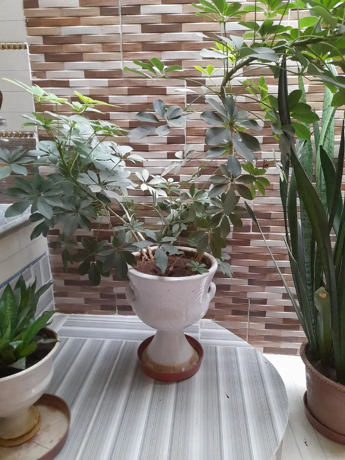 گل با گلدون|گل و گیاه طبیعی|مارگون, |دیوار