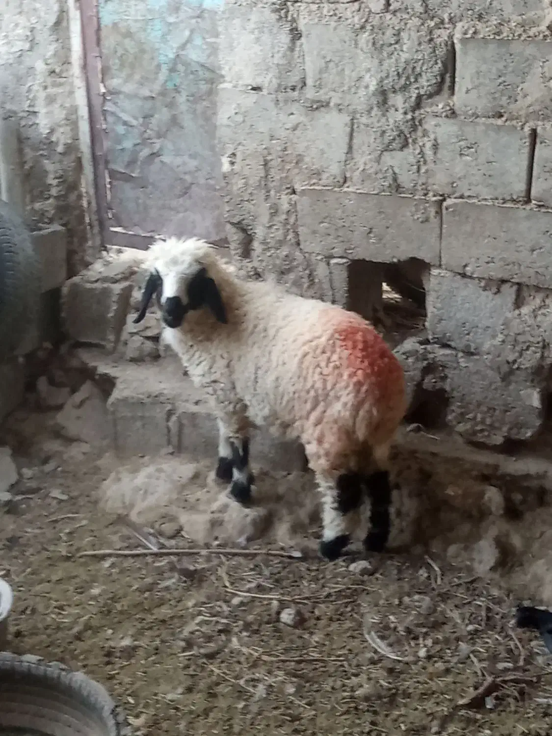 بره ماده چاق کبابی (آدرس توابع دولت آباد)|حیوانات مزرعه|هامون, |دیوار