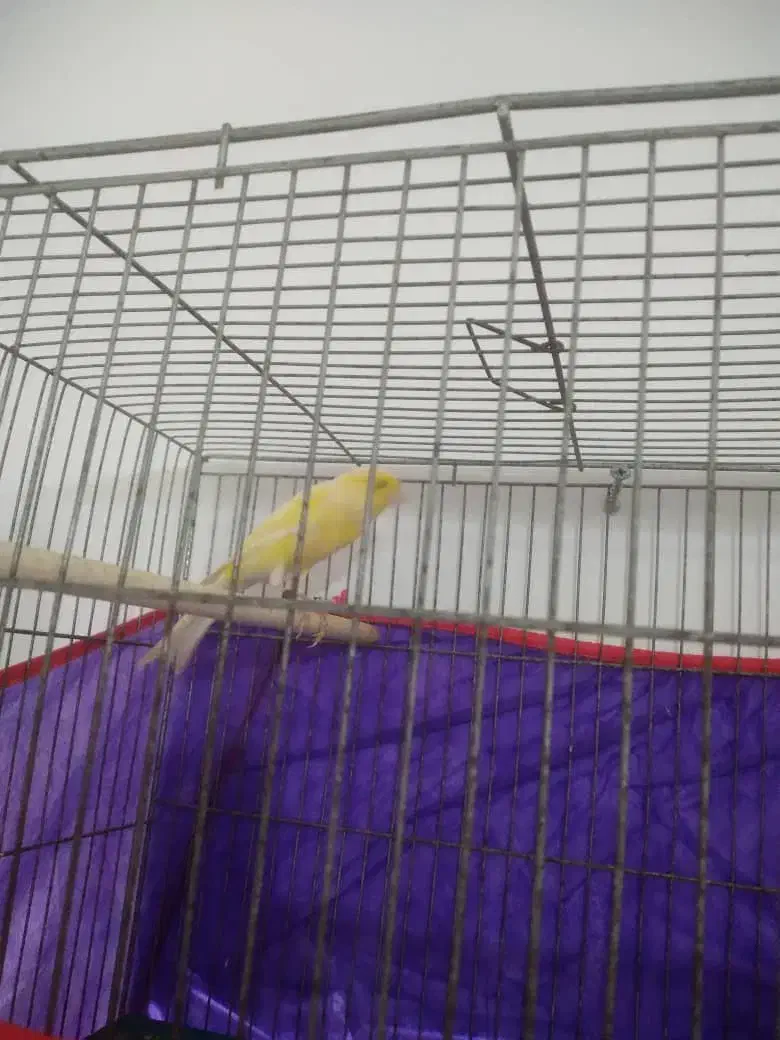 نر کشیده و درشت|پرنده|صومعه‌سرا, |دیوار