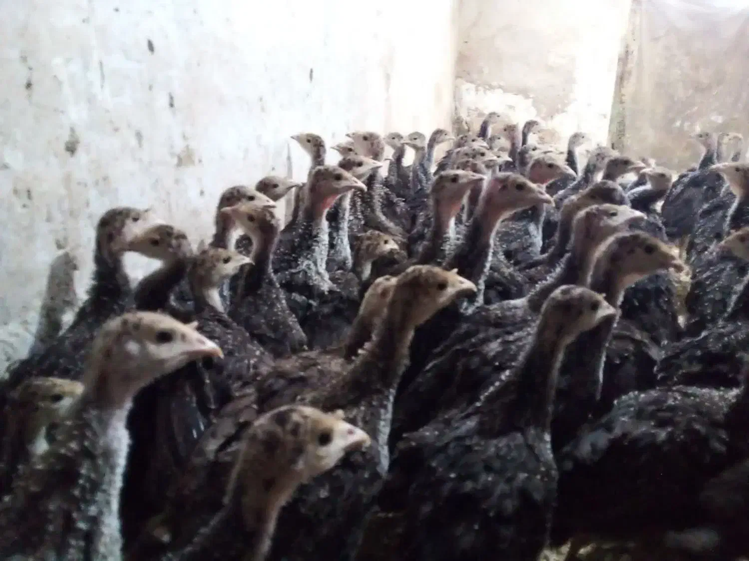 جوجه بوقلمون برنز انگلیس|حیوانات مزرعه|اسلامشهر, شهرک احمدیه|دیوار