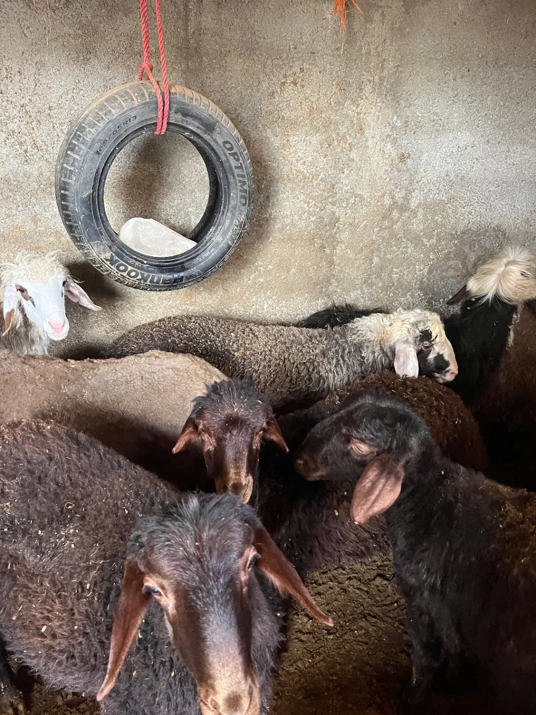 فروش بره چاق کلاله|حیوانات مزرعه|کلاله, |دیوار