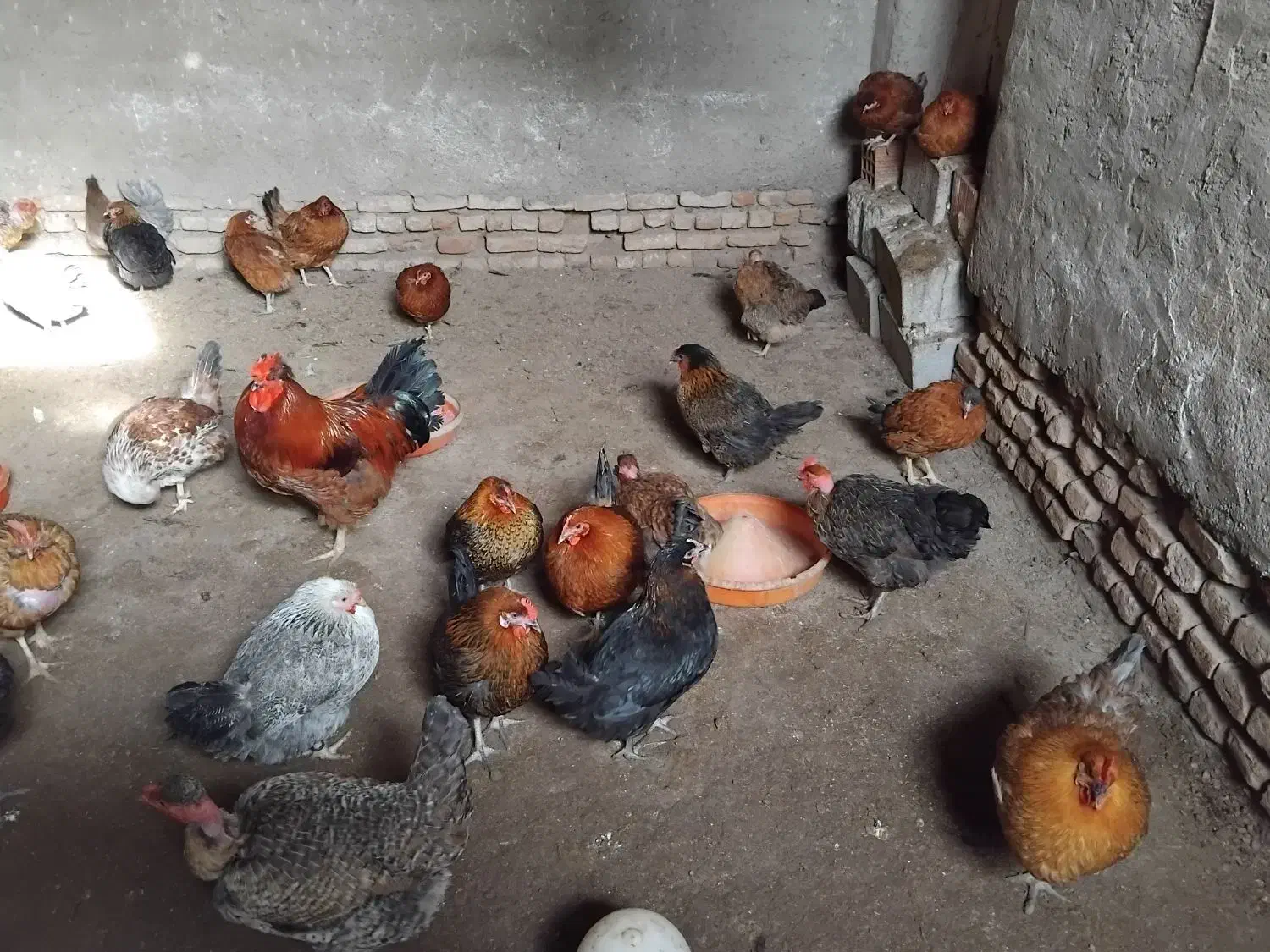 مرغ محلی تخم گذار|حیوانات مزرعه|انبارآلوم, |دیوار