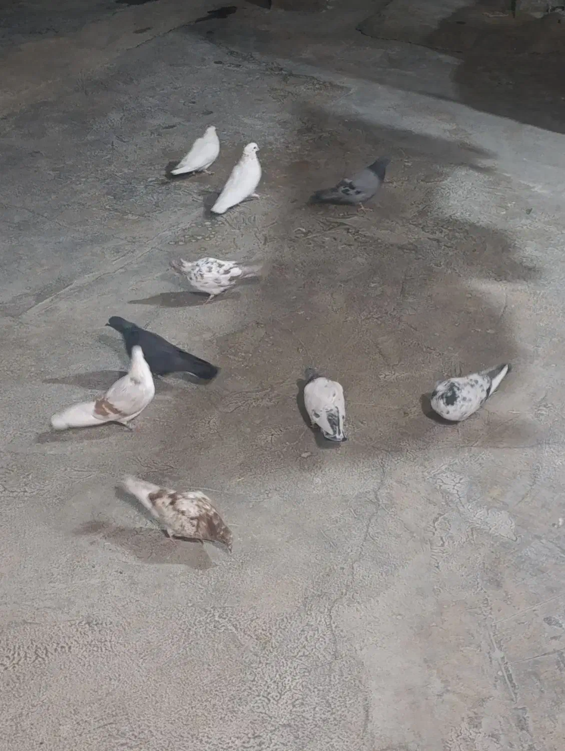 کبوتر پرشی|پرنده|ملکشاهی, |دیوار