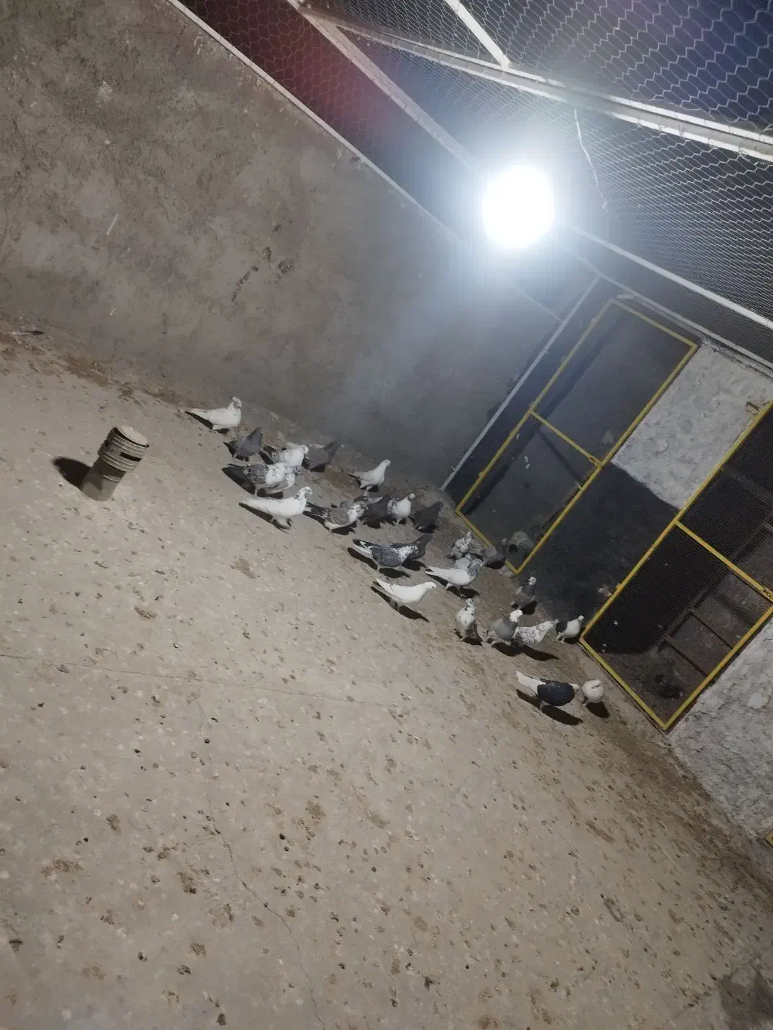 کبوتر پرشی|پرنده|مهریز, |دیوار