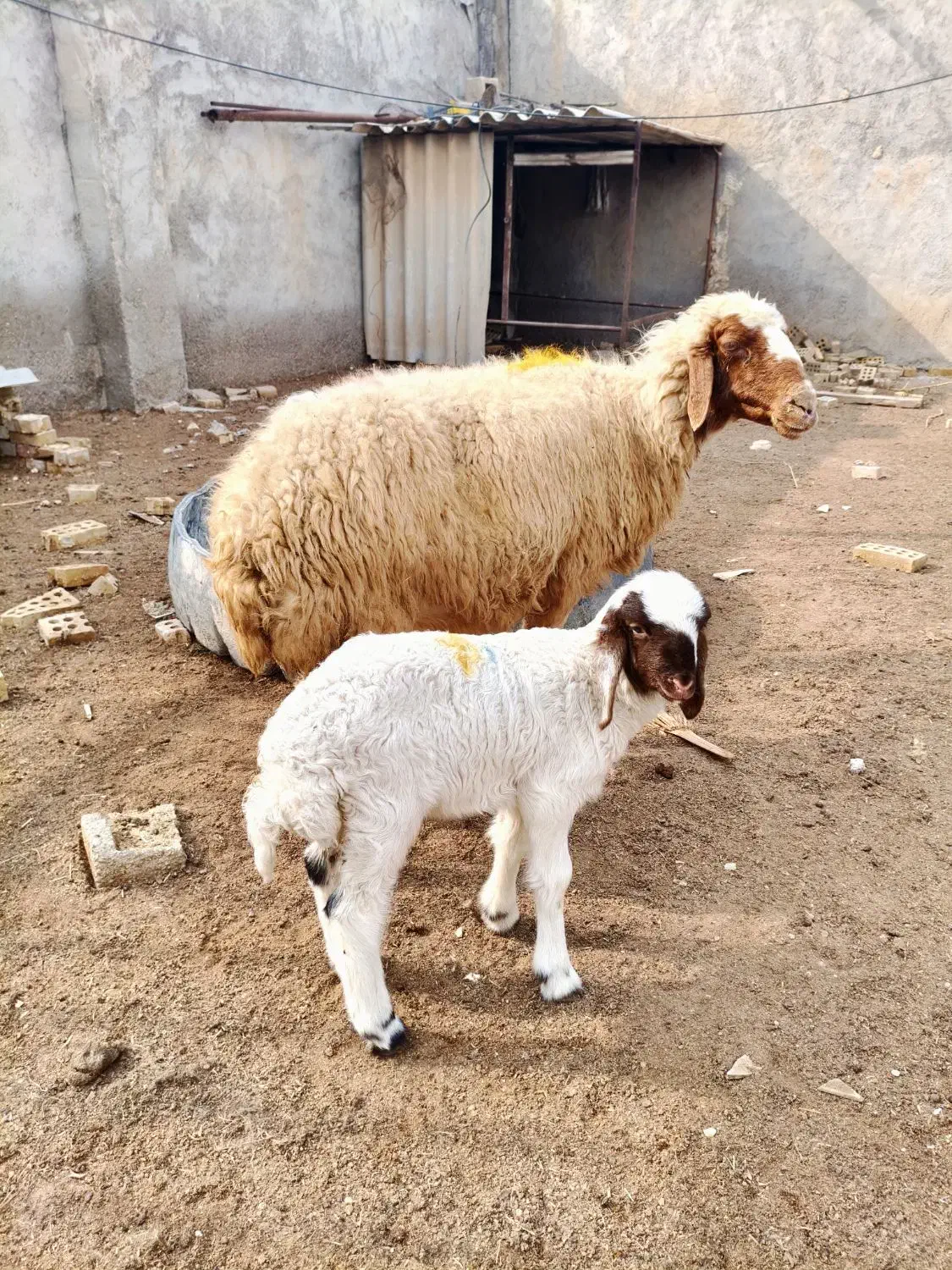 گوسفند با بره نر درجه یک|حیوانات مزرعه|اهواز, منازل کارون|دیوار