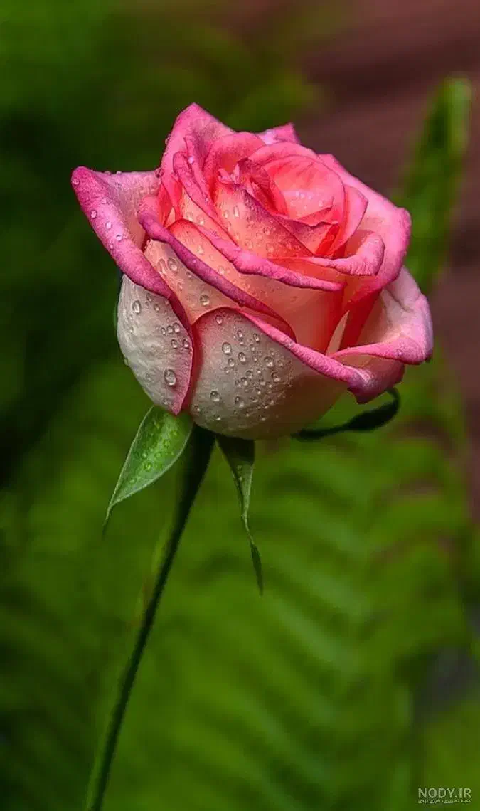 استخاره قرآنی|خدمات پذیرایی، مراسم|اردبیل, |دیوار