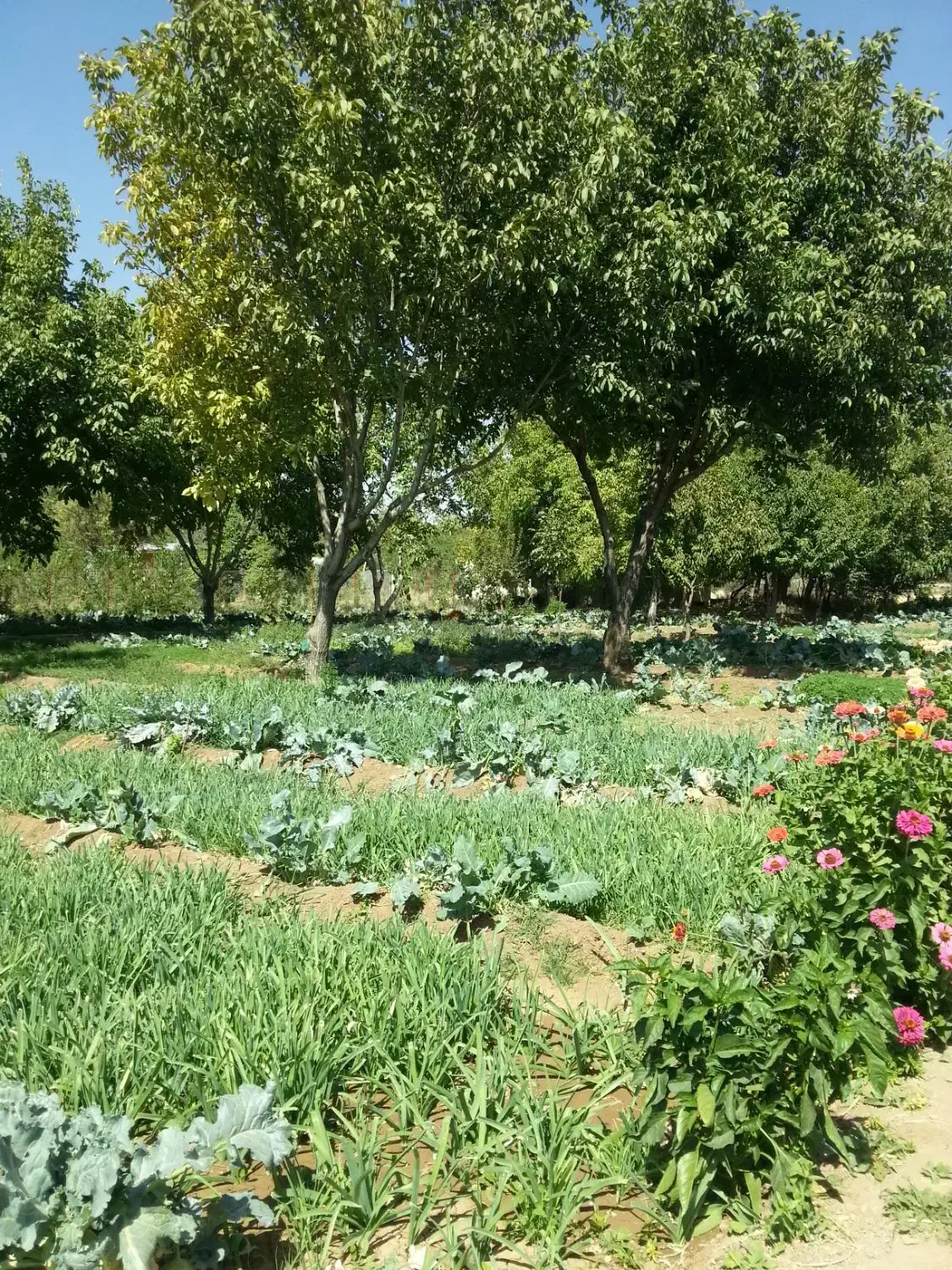 سبزی خورشتی خوراکی-کلم قمری|خوردنی و آشامیدنی|سنقر, |دیوار