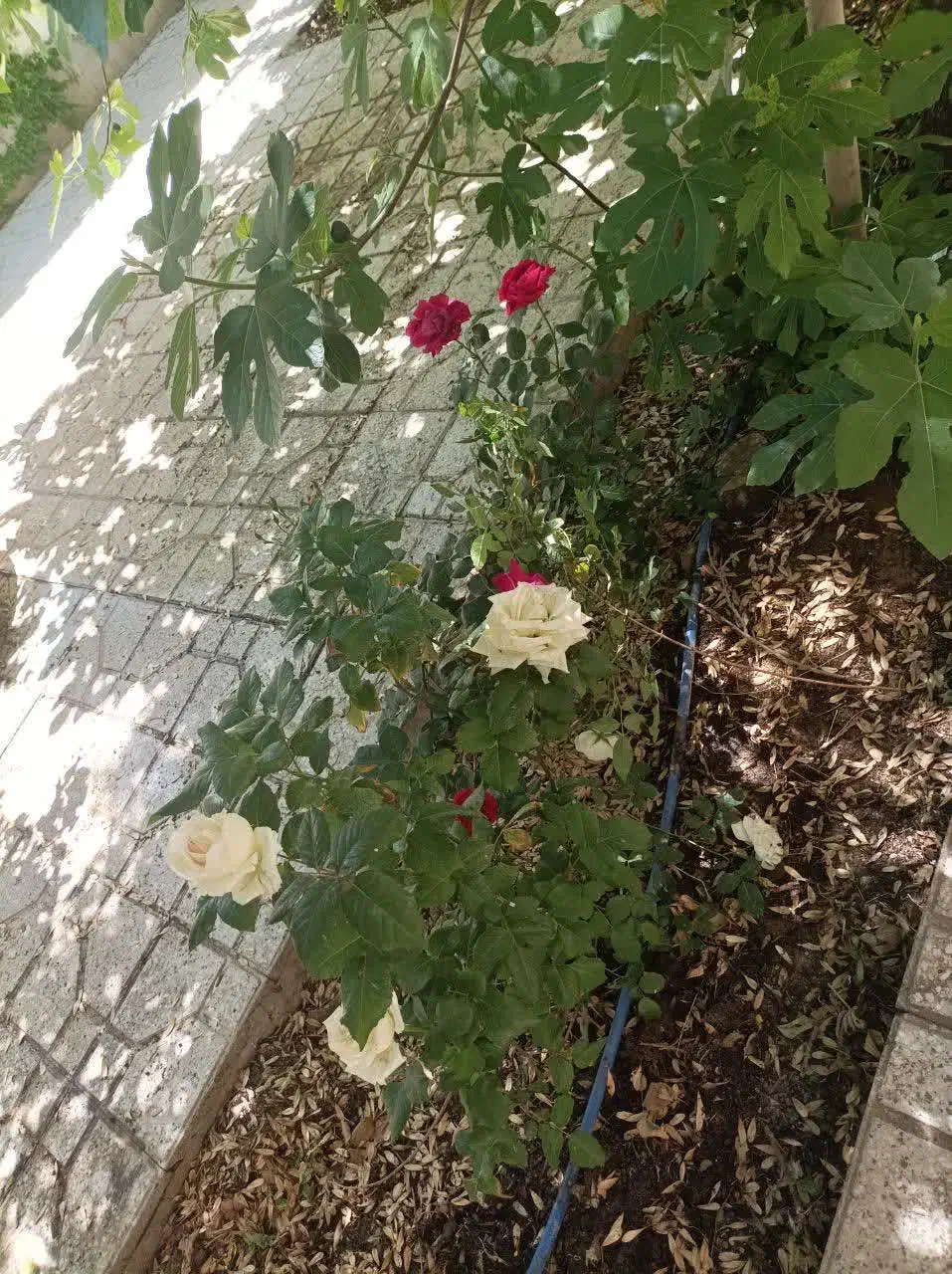 فروش ساختمان ویلایی دو طبقه که کاملا مجزا|فروش خانه و ویلا|زرندیه, |دیوار