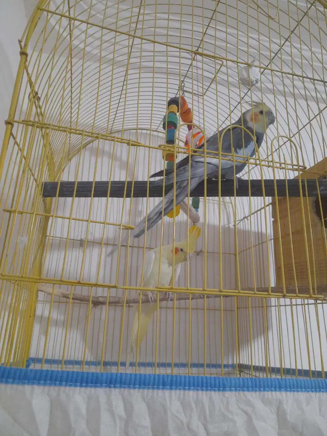 عروس هلندی|پرنده|میناب, |دیوار