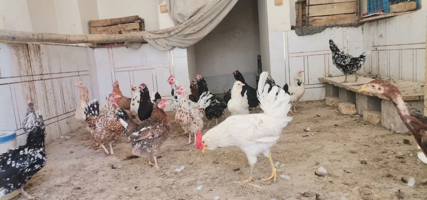 مرغ و جوجه|حیوانات مزرعه|خمینی‌شهر, |دیوار