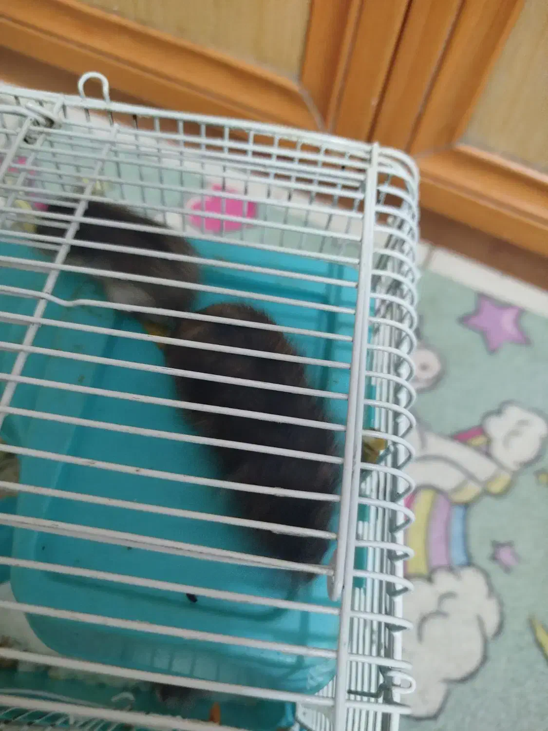 همستر|موش و خرگوش|تهران, شهرک غرب|دیوار