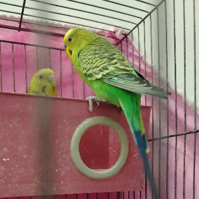 یک جفت مرغ عشق|پرنده|مشهد, نظام دوست|دیوار