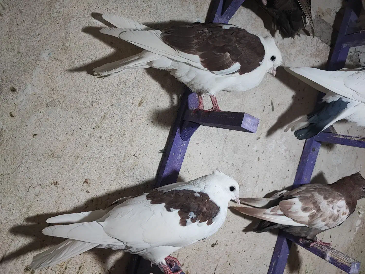 کبوتر|پرنده|شیراز, شیخ علی چوپان|دیوار
