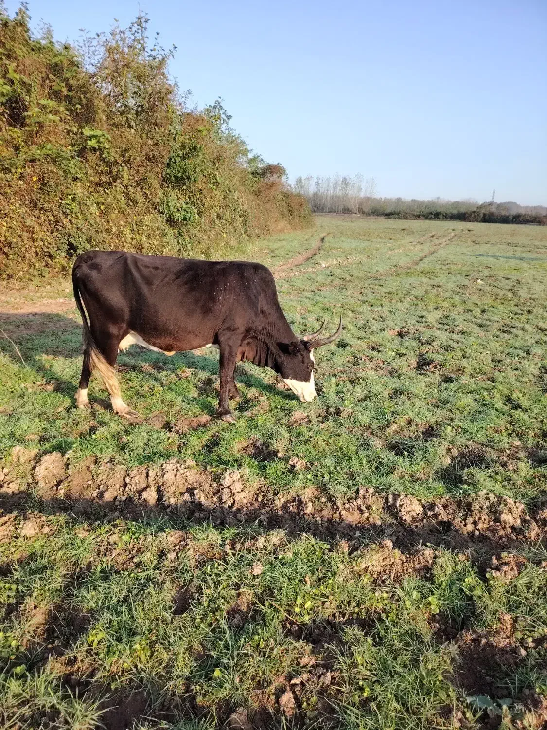 گاو چالوسی باگوساله ماده|حیوانات مزرعه|لشت نشا, |دیوار