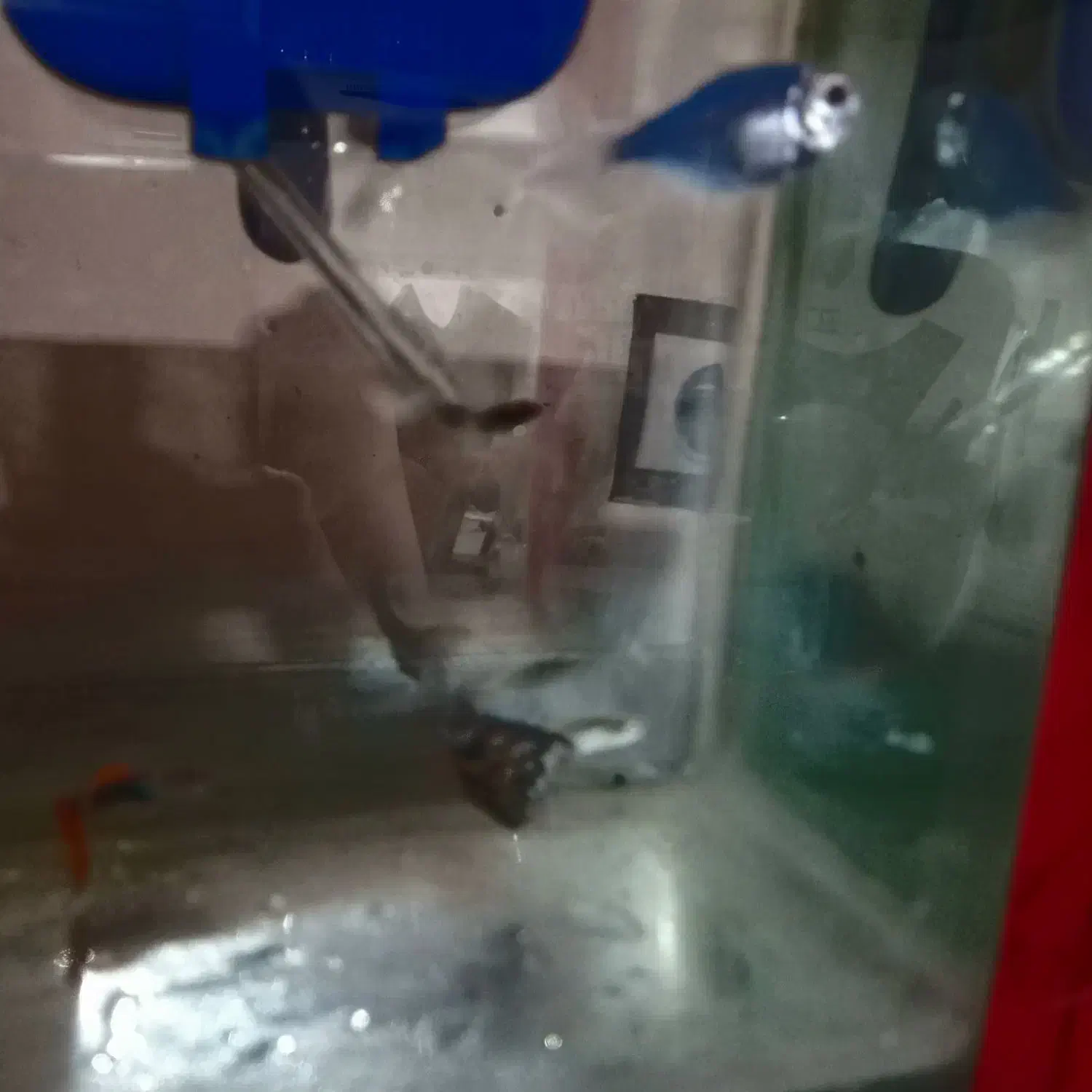 ماهی کپی|ماهی|نیشابور, خط کاشمر|دیوار