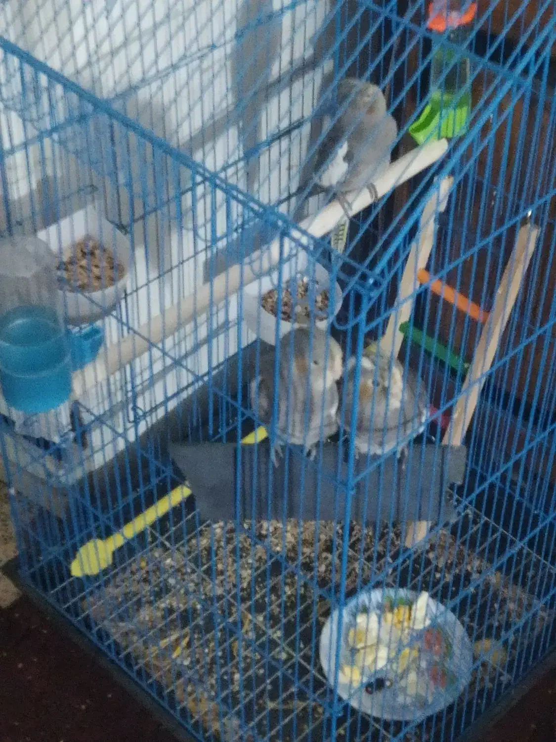 عروس اصیل رام مولد|پرنده|ایرانشهر, |دیوار