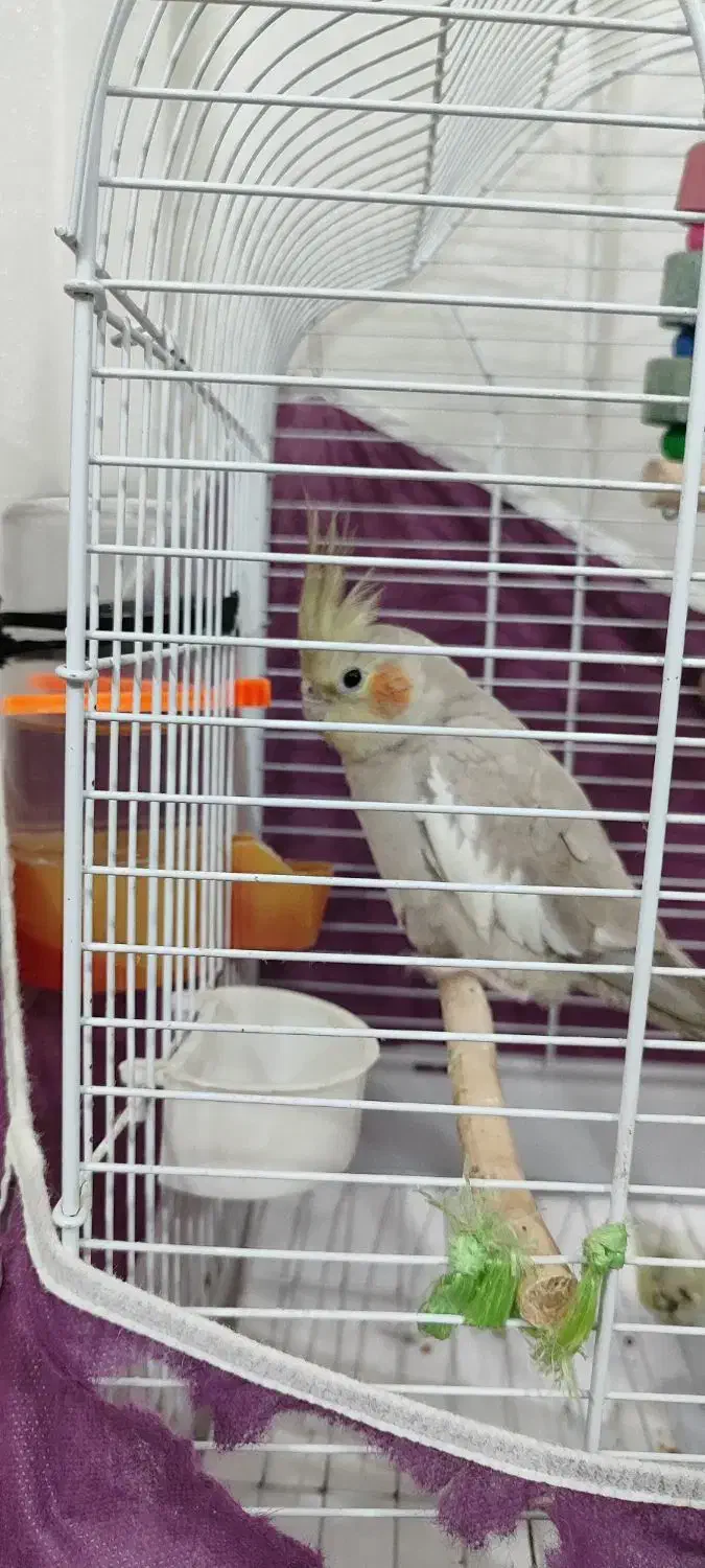 عروس هلندی|پرنده|کومله, |دیوار