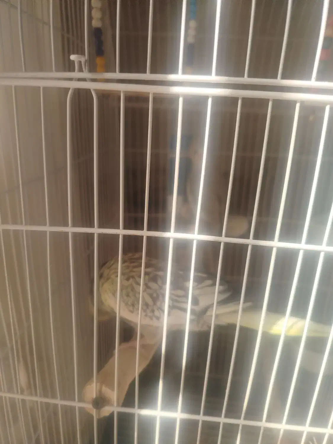 عروس هلندی|پرنده|تهران, منیریه|دیوار