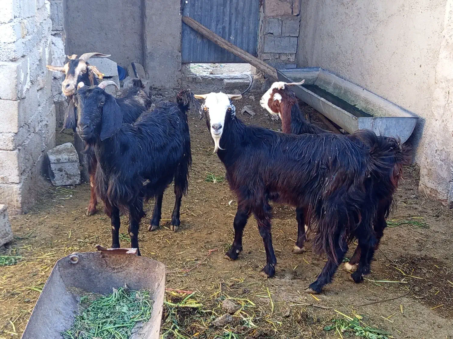 فروش بز|حیوانات مزرعه|داراب, |دیوار