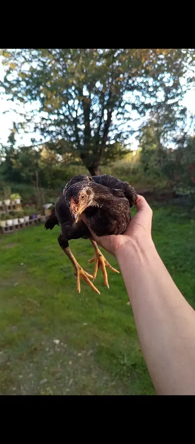 جوجه لاری|حیوانات مزرعه|صومعهسرا, |دیوار