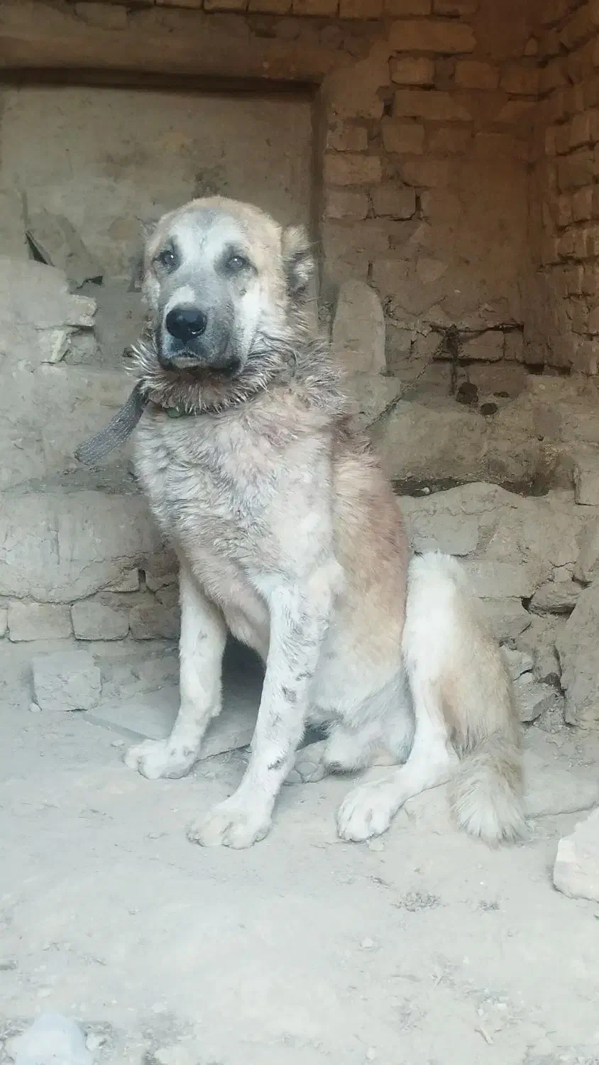 سگ سراب|سگ|سلفچگان, |دیوار