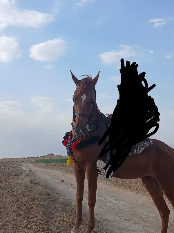 اسب مادیان|اسب و تجهیزات اسبسواری|معصومیه, |دیوار