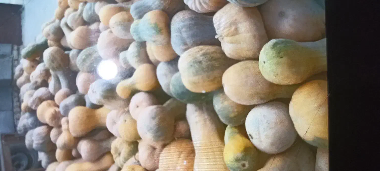 دوتن کدو|خوردنی و آشامیدنی|آشخانه, |دیوار