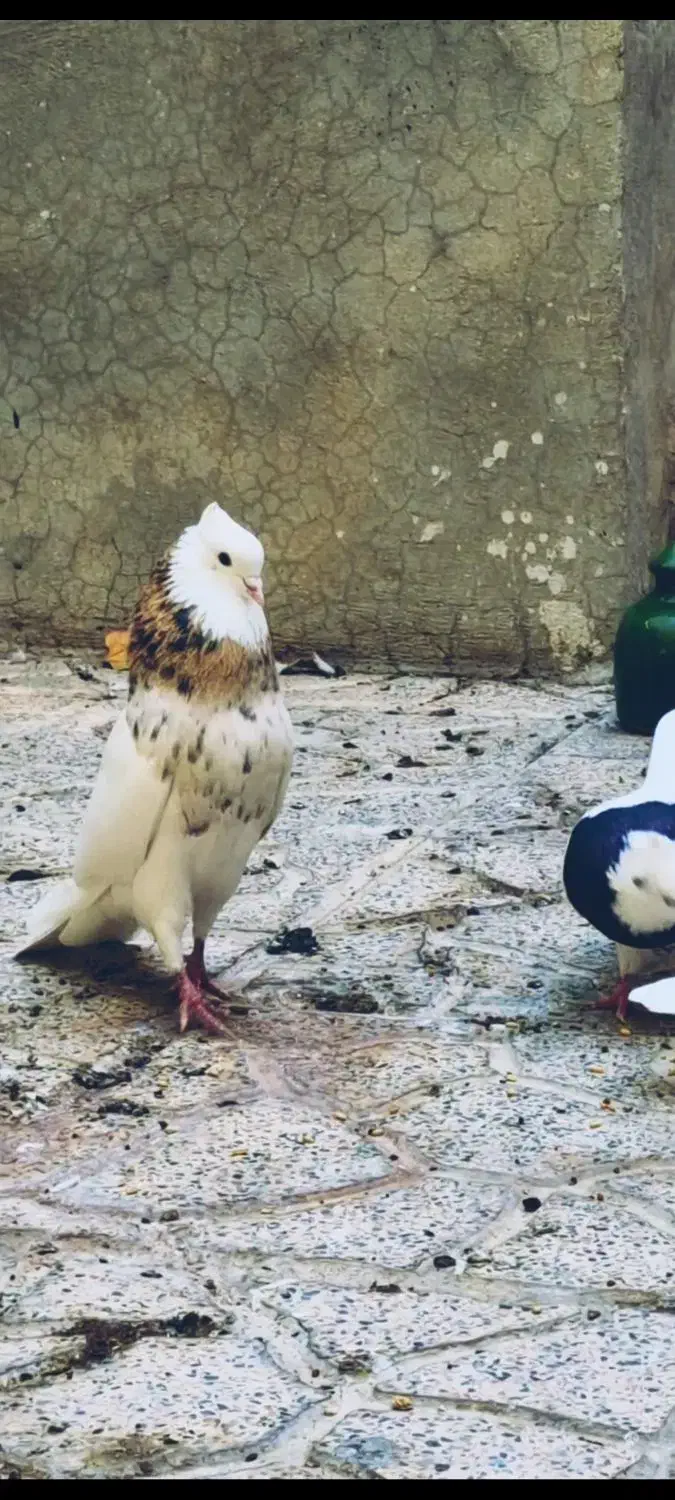 طوقی|پرنده|کرمانشاه, |دیوار