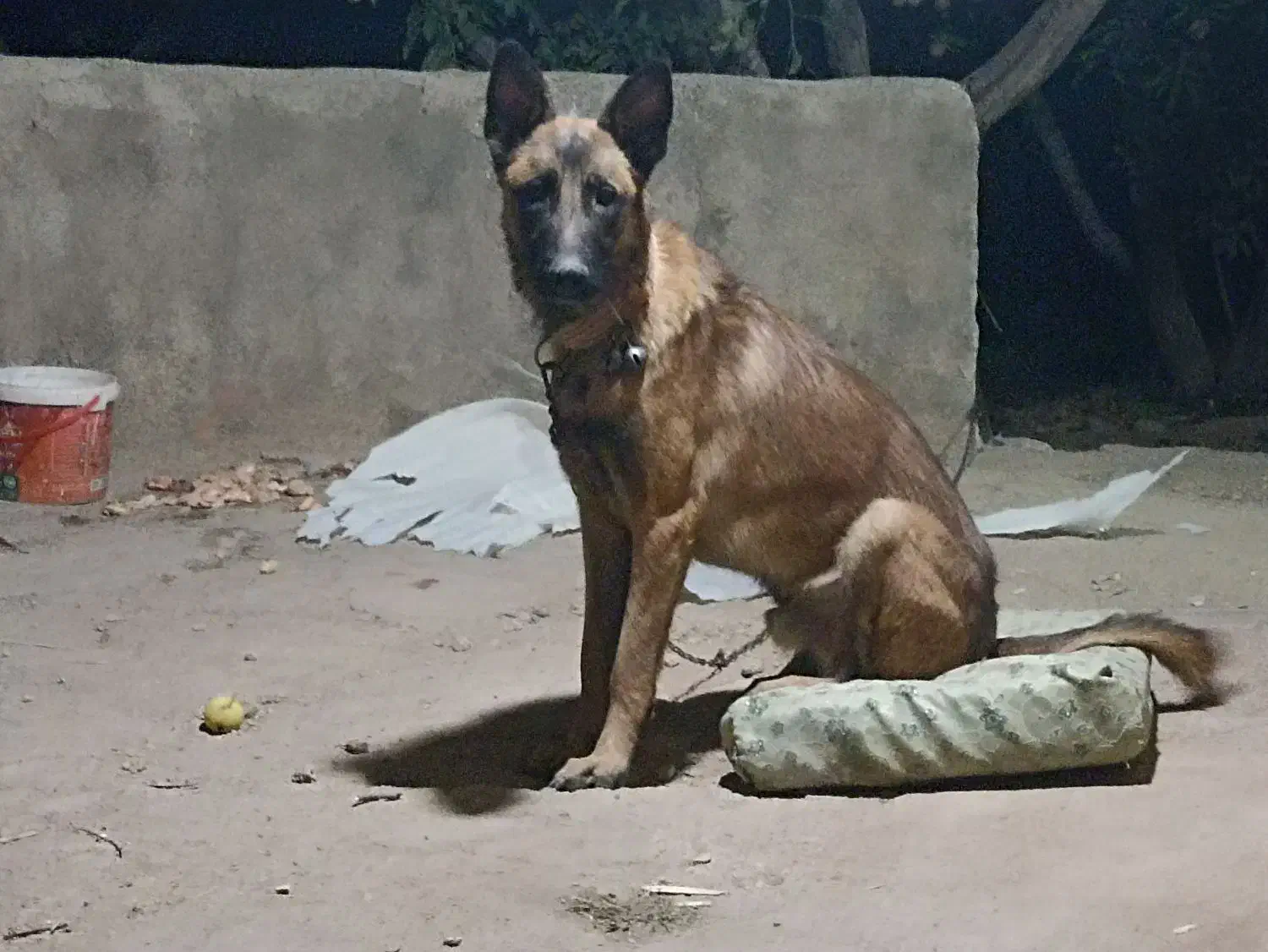 فروش یه قلاده سگ مالینویزیک ساله قیمت ۸تومن مقطوع|سگ|سمیرم, |دیوار