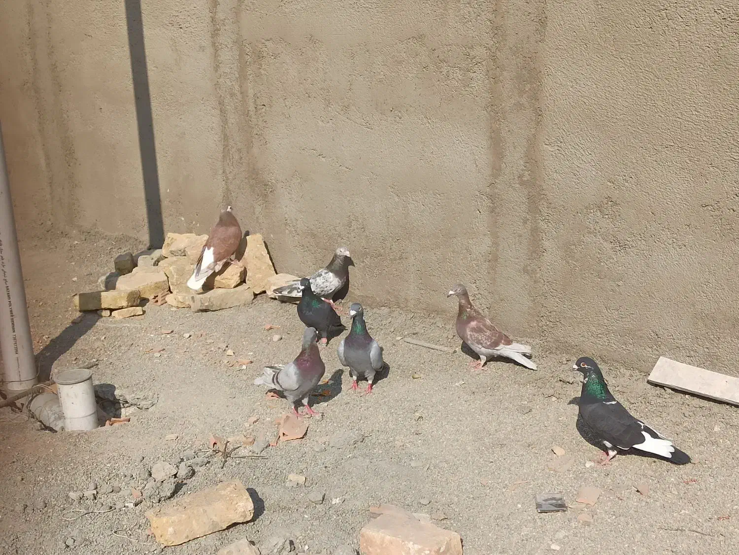 کبوتر گنبد،پرشی|پرنده|پاکدشت, پاکدشت (مامازند)|دیوار