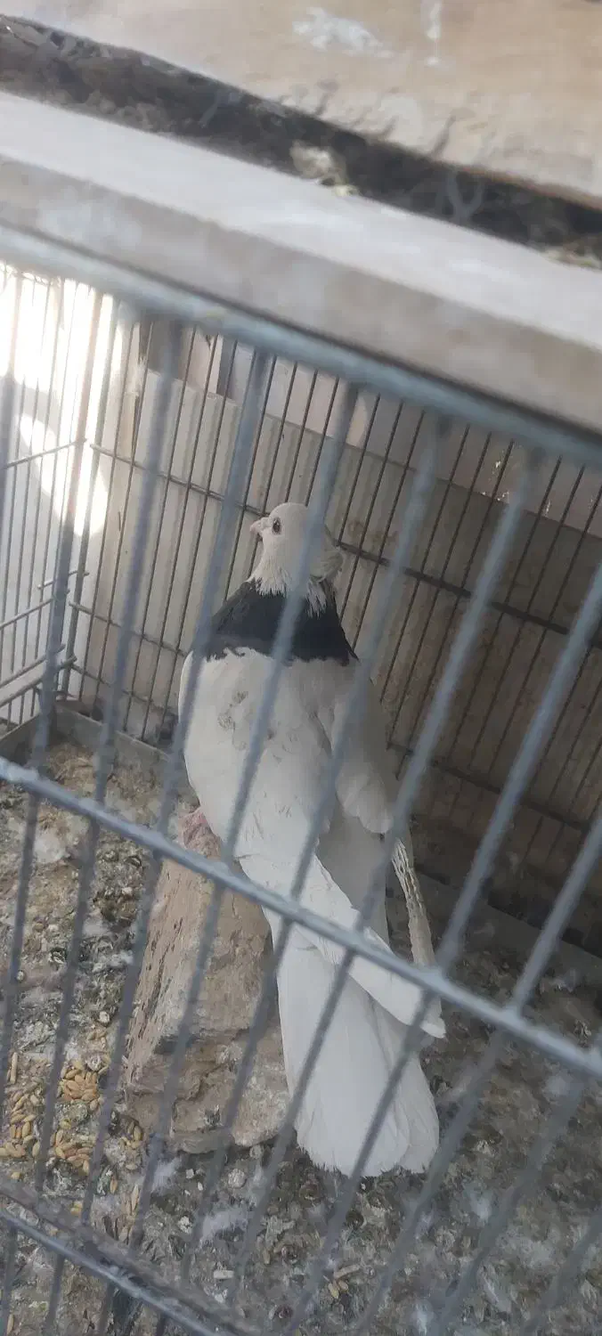 طوقی نر|پرنده|شاهین‌شهر, گزبرخوار|دیوار