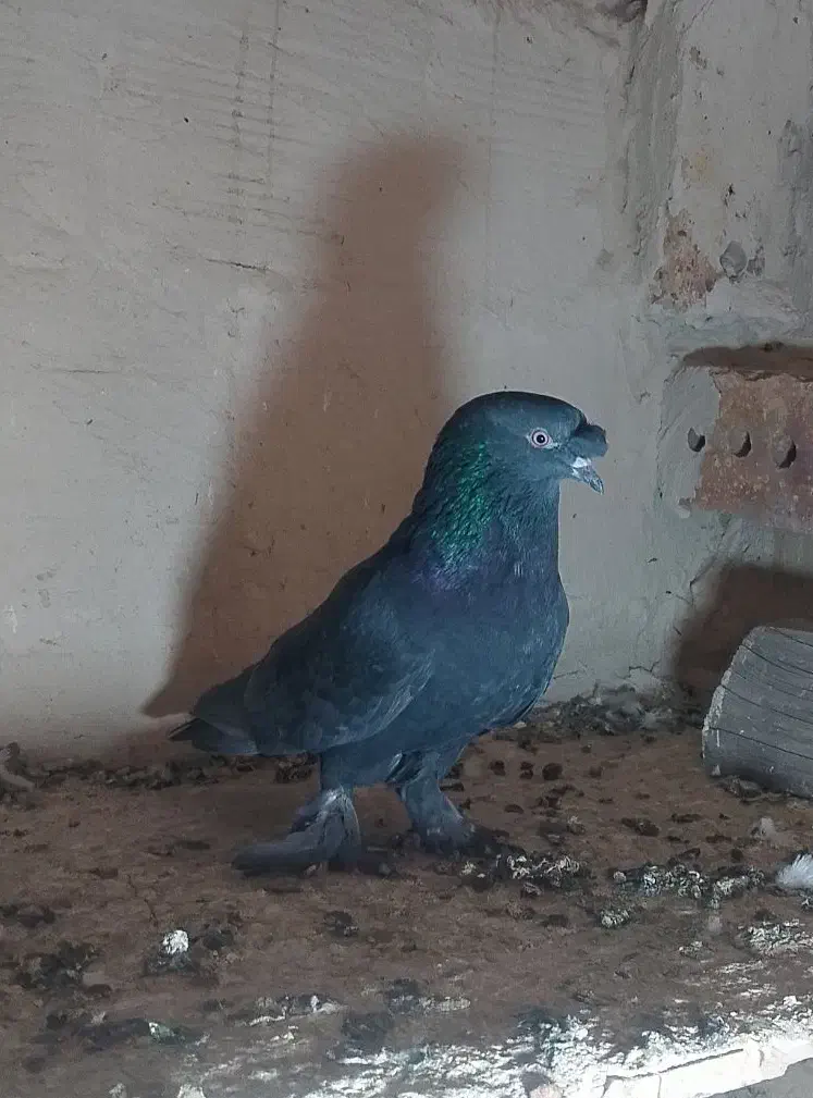 کبوتر ترکیه سیاه|پرنده|مرند, |دیوار